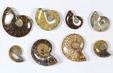 Lot: KG Madagascar Polished Ammonites (-) - Pieces #79348-3